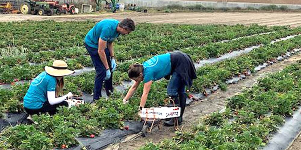 ESG Essex Associates Volunteering in Food Bank Strawberry Field