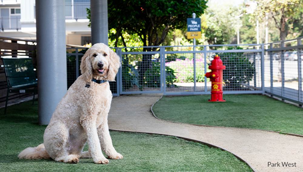 Park West Dog Park