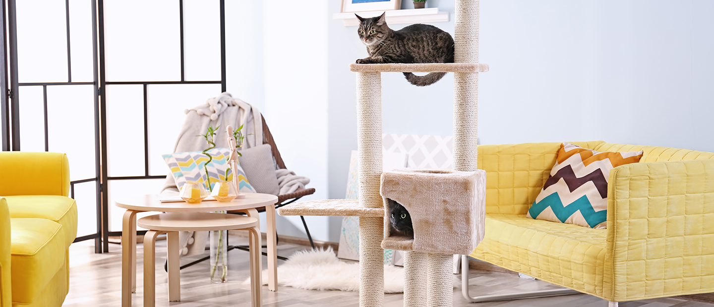 Dog and cat friendly clearance apartments