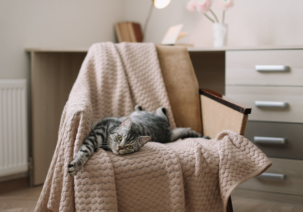 Playful cat lying on a armchair. 