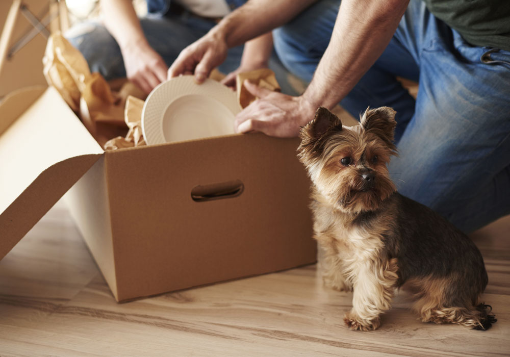 Couple and small dog in an apartment with moving boxes. 