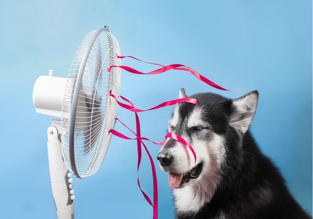 Oscillating fan blowing cool air and pink streamers at dog.