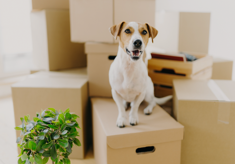 Dog on top of moving boxes ready to relocate