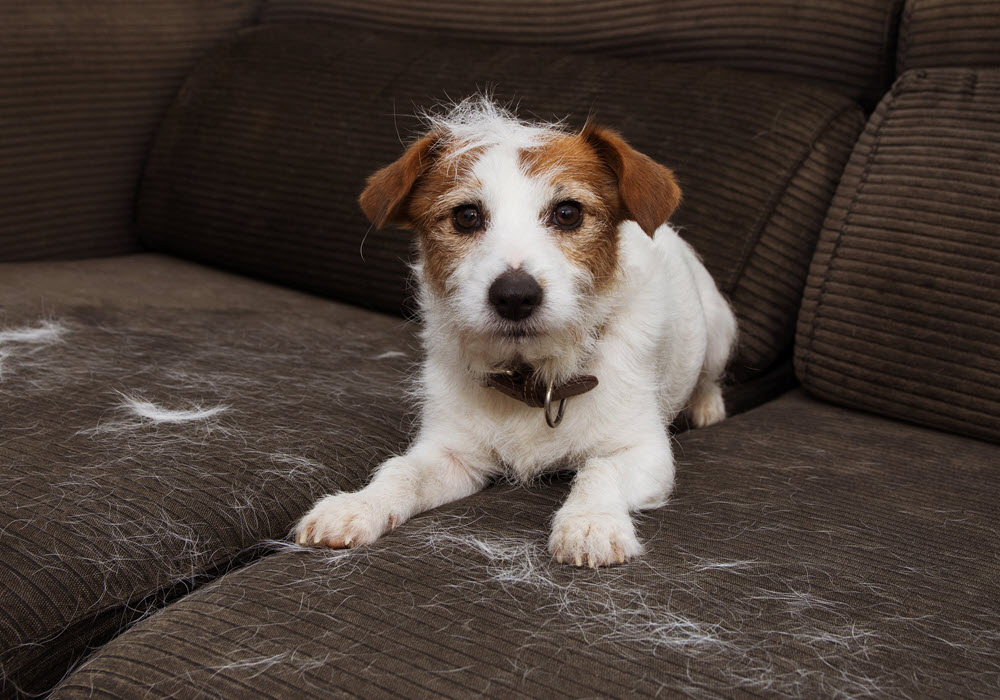 Dog shedding white fur on brown couch.