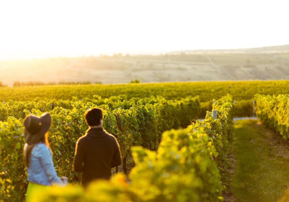 Couple walking through a vineyard at sunrise.