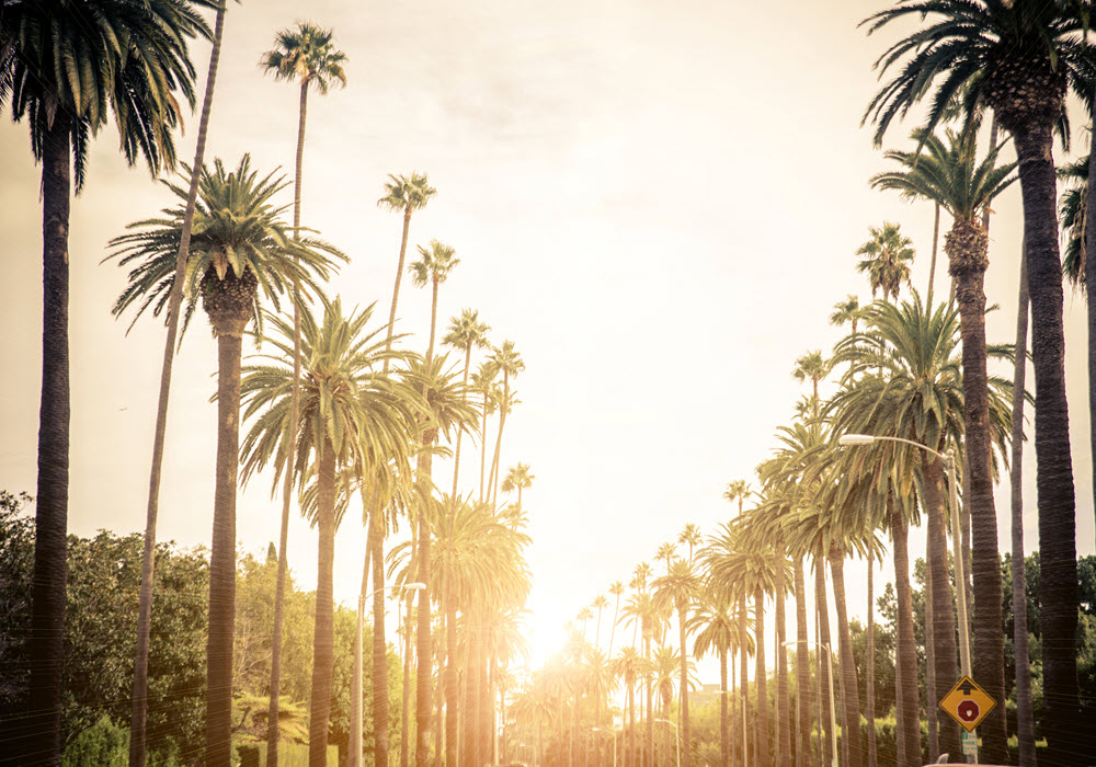 Palm trees in Los Angeles at sunset.