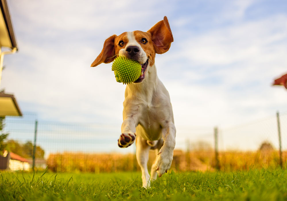 Dog playing with a ball at a dog park.