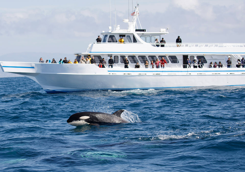 Whale watching in the Pacific Northwest.