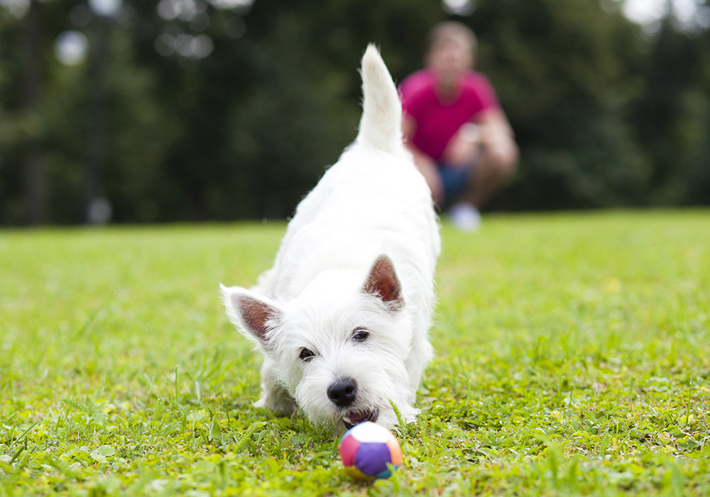 Do’s and Don’ts at Apartment Community Dog Parks