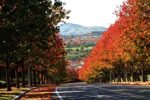 Autumn trees with foliage.