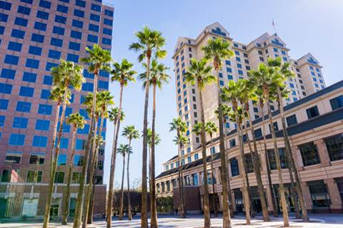 Palm trees surrounded by tall buildings.