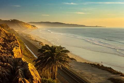 Beach featuring palm tree at sunset.