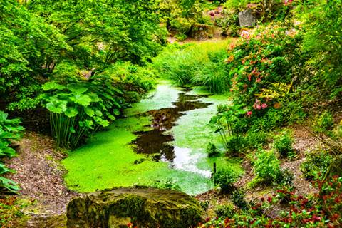 Plants and foliage surrounding pond.