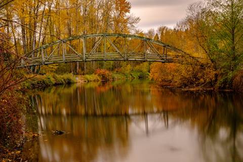 Golden forest with arched bridge