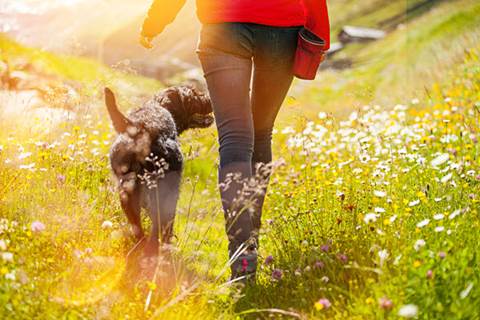 Human and dog strolling through grass.