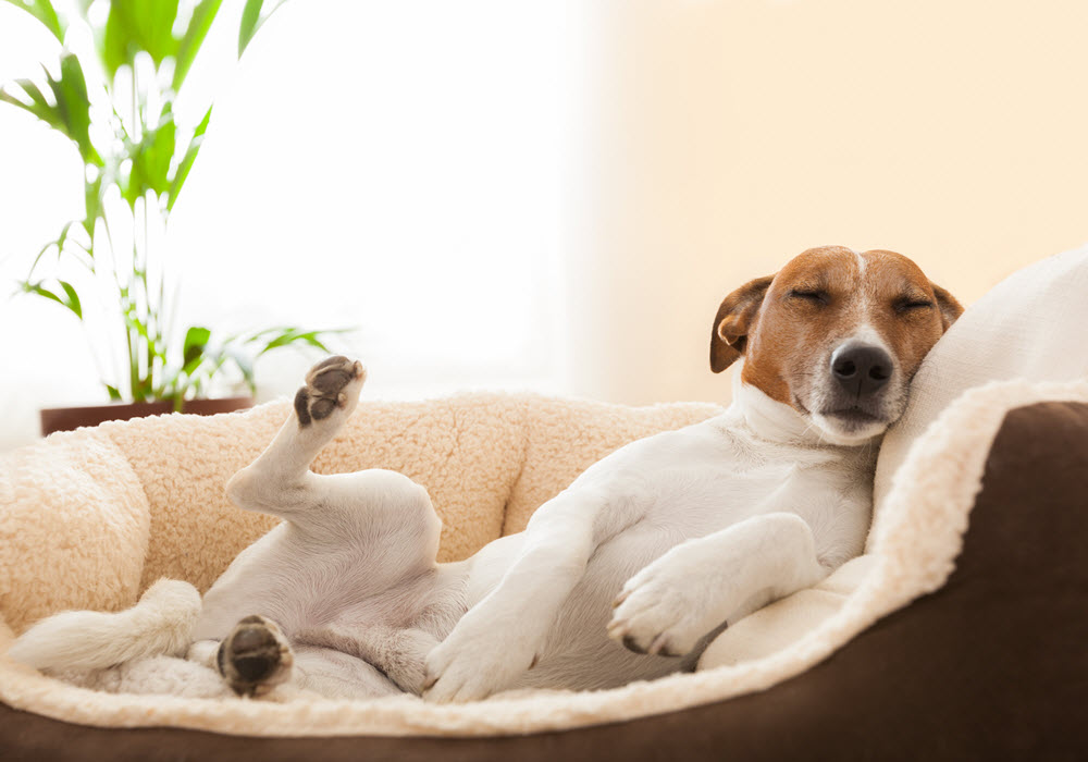 Dog sleeping on his bed in a living room.